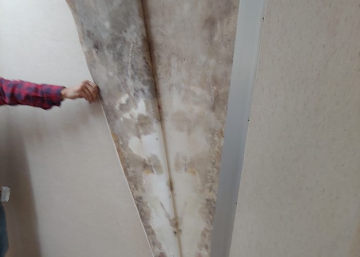 my environmental consulting identifies mold hidden behind wallpaper